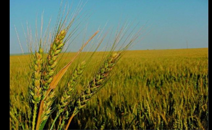 📉 مصر تواجه تحديات جديدة: نقص القمح وصدى دعم القاهرة لدبلوماسية السلام