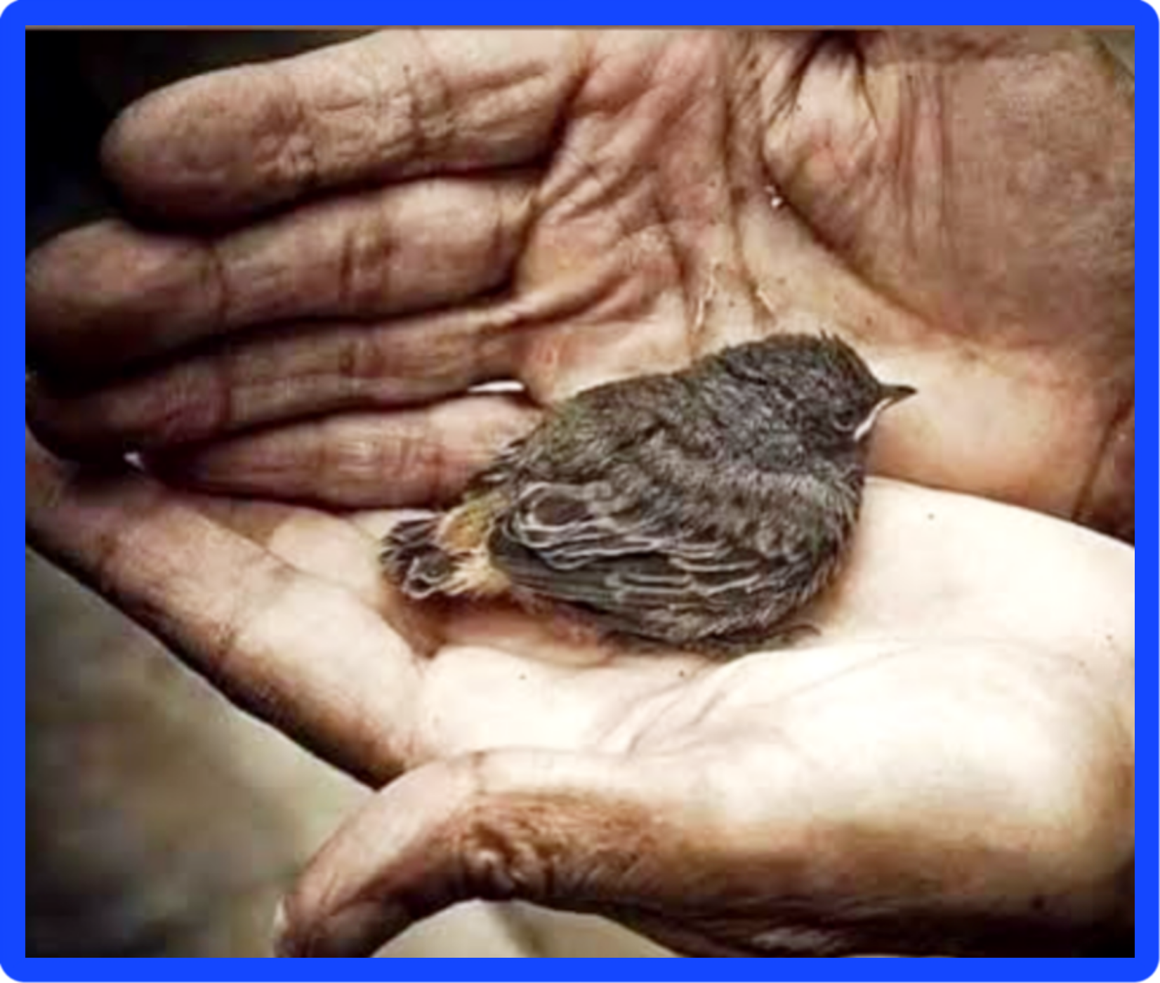 متى تعود للأمة مكانتها وللانسانيه كرامتها ؟ … ✍️ كتب … الشريف المستشار إسماعيل الأنصاري